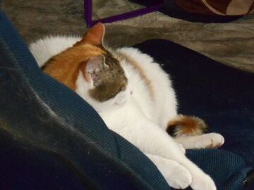 6月29日（42）仮