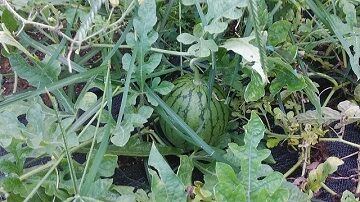 9月10日（17-5）使用