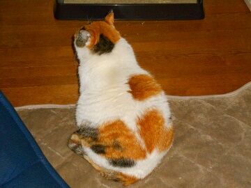 3月24日（15）仮