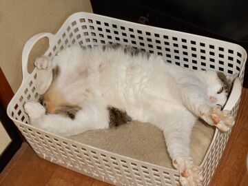 6月29日（51）仮