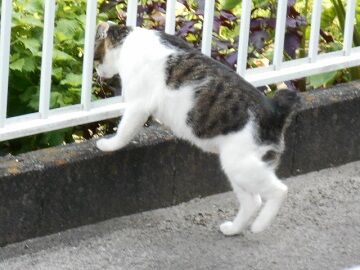 8月19日（11）仮