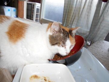 6月29日（59）仮