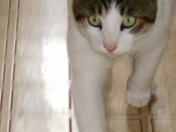 9月30日（45）仮