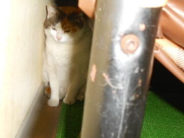 5月14日（11）仮