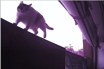 12月30日（22.75）仮