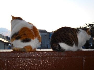 3月18日（10）仮