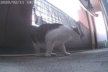 2月11日（35）仮