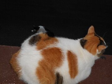 9月11日（5-12）仮