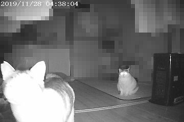 11月28日（27）仮