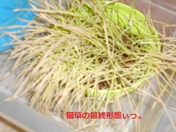 2月18日（16）仮