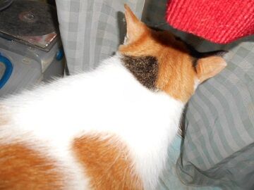 8月17日（11）仮