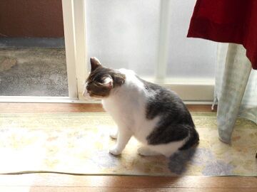 9月17日（7-7）仮