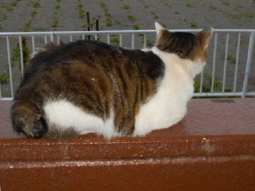 5月25日（19）仮