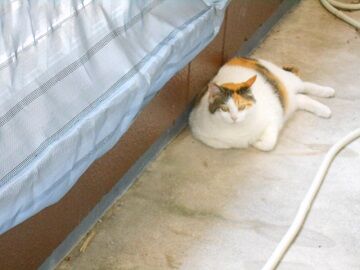 5月29日（28）仮