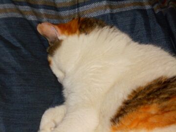 5月22日（47）仮