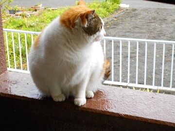 4月13日（56）仮