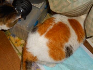 1月30日（38）仮