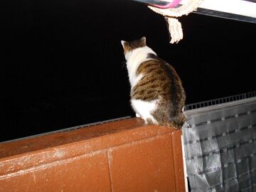 12月10日（9）仮