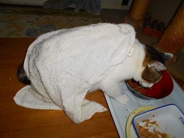 10月21日（25）仮