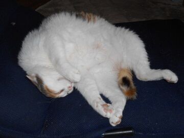 6月26日（30）仮