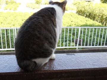 7月31日（21）仮