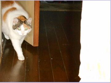 7月15日（16）仮