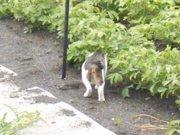 7月14日（12）仮