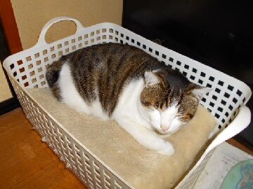 12月31日（60）仮