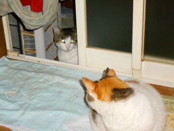 6月22日（19）仮