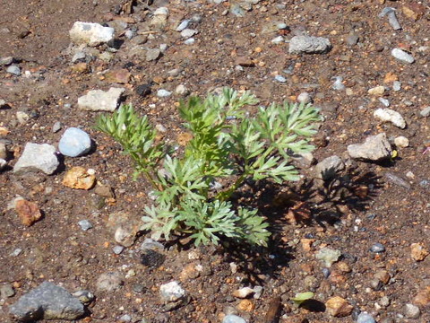 DSCN0656