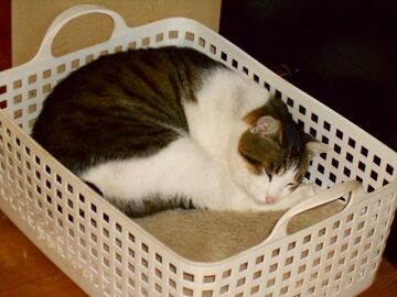 5月20日（45）仮