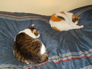 1月21日（10）仮