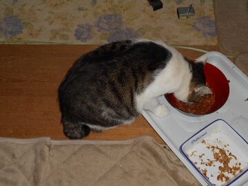 9月15日（3-2）仮