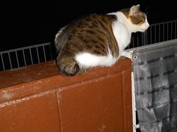 11月18日（1）仮