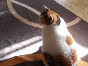 10月4日（30）仮