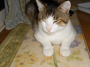 6月13日（77）仮