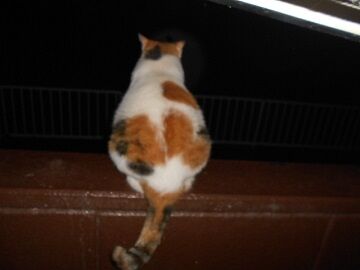 9月3日（2－3）仮