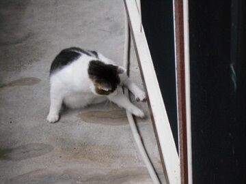 7月30日（32）仮