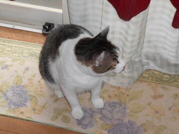 9月13日（8-1）仮