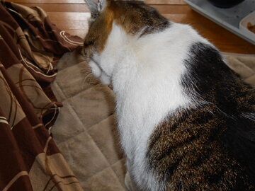 2月14日（15）仮