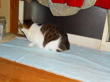 11月30日（10）仮