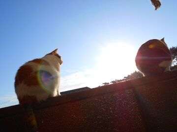 11月11日（12）仮