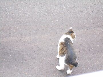 5月26日（16）仮