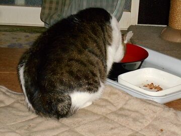 6月27日（28）仮