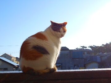 12月4日（17）仮