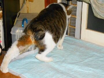 12月8日（19）仮