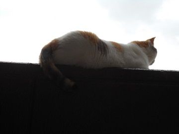 6月13日(4)仮