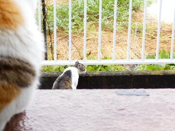 6月24日（28）仮