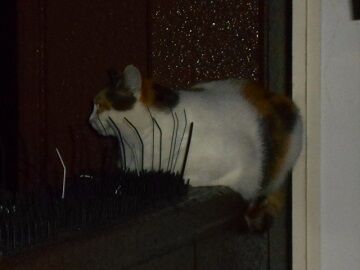 9月27日（5-3）仮