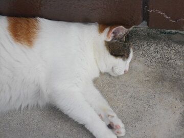 9月11日（9-3）仮